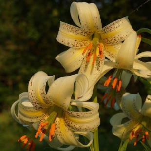 Lilium kesselringianum  @North-east Turkey